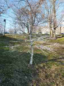 tree, wrapped, aluminium, foil, aluminium foil, art, outside, studio