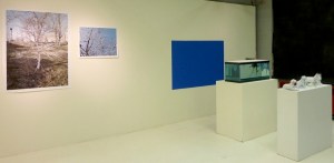 frozen, wax, iceberg, icebergs, Katie Jacobs, Endurance, Shackleton, Husky, huskies, sled dogs, aquarium, goldfish, bluescreen