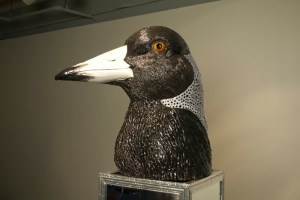 magpie, collingwood, football